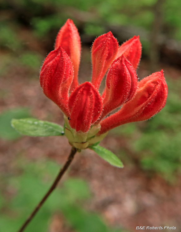 Azalea_buds