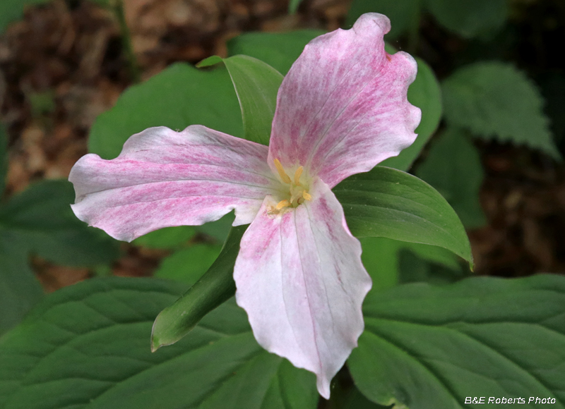 Trillium_grandiflorum