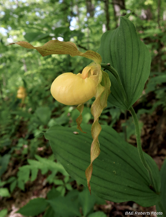 Large_Yellow_Ladys_Slipper