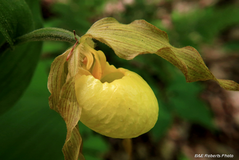 Large_Yellow_Ladys_Slipper