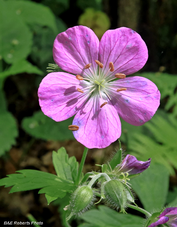 Wild_Geranium