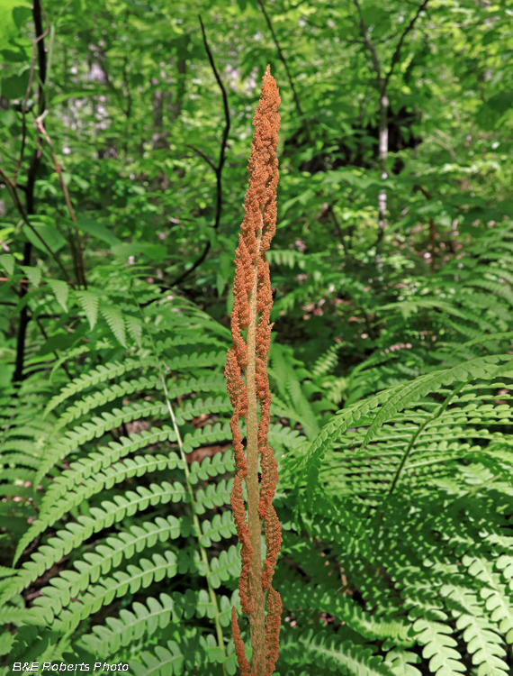 Cinnamon_fern