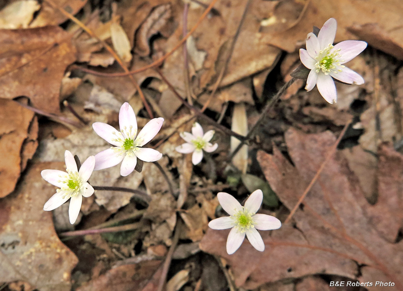 Hepatica