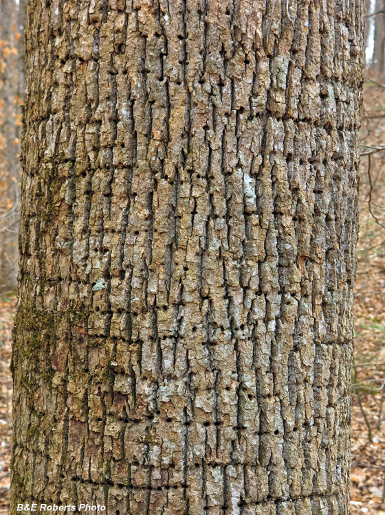 Sapsucker_drill_marks