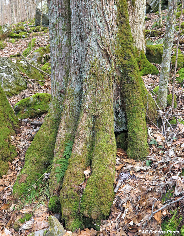 Tree_trunk_roots