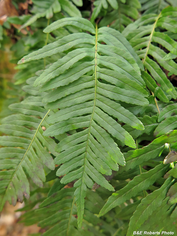 Rockcap_Fern