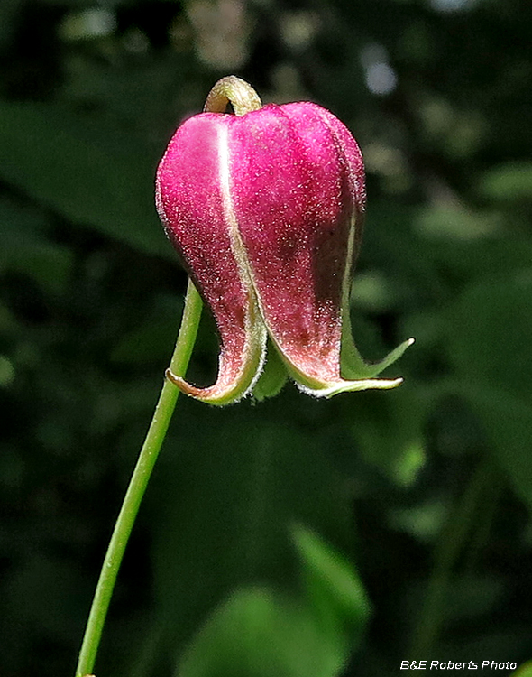 Clematis_viorna