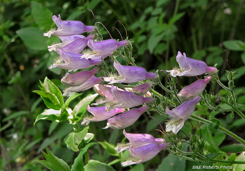 Beardtongue