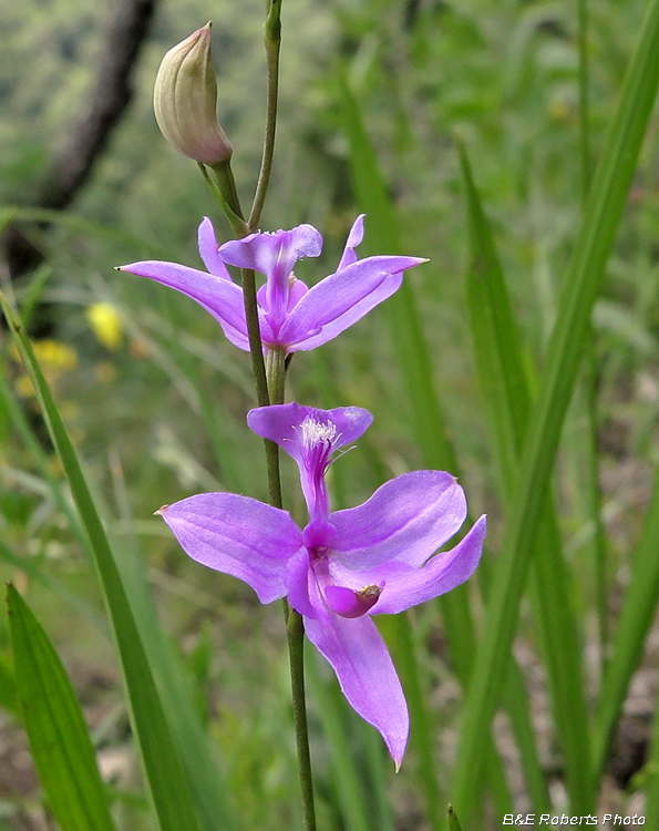 Grass_Pinks