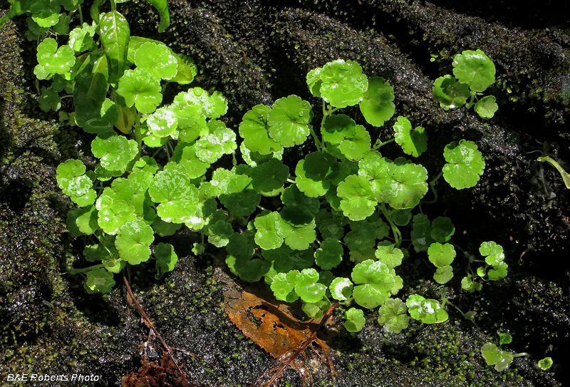 Marsh_Pennywort