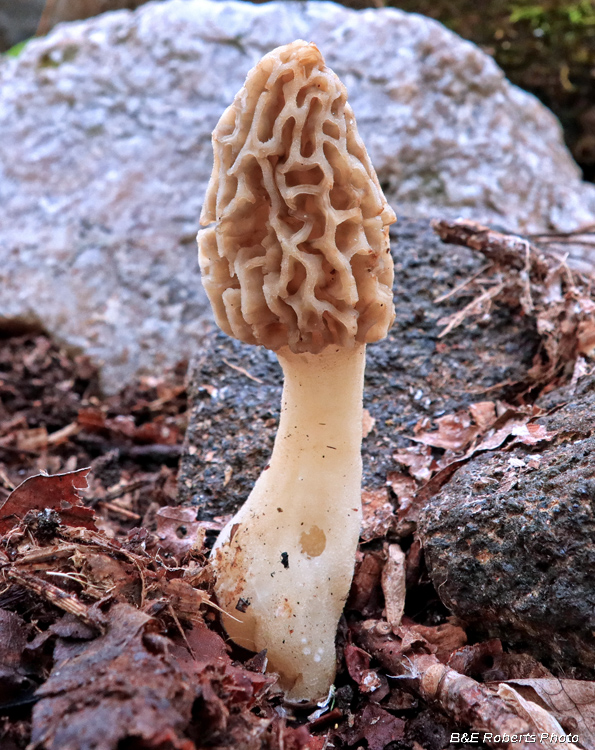 Morel