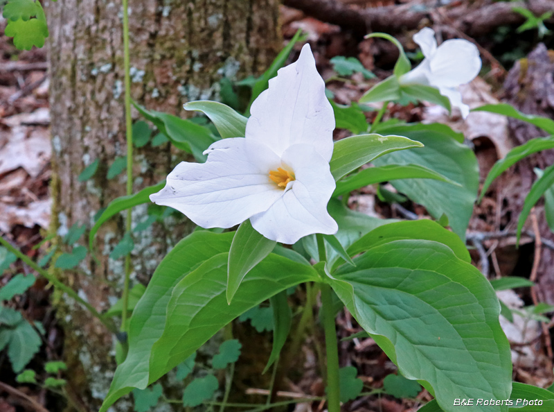 Trillium_grandiflorum