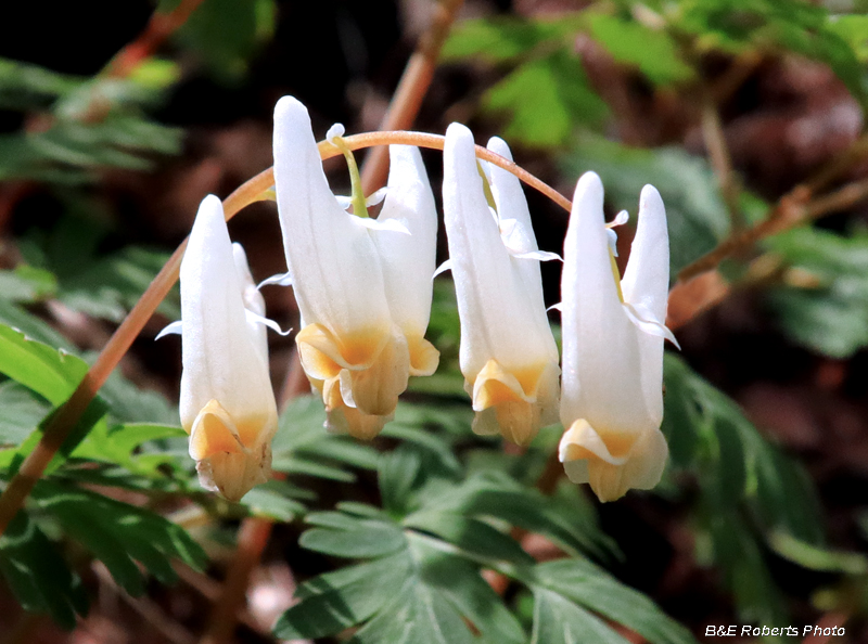 Dutchmans_Breeches