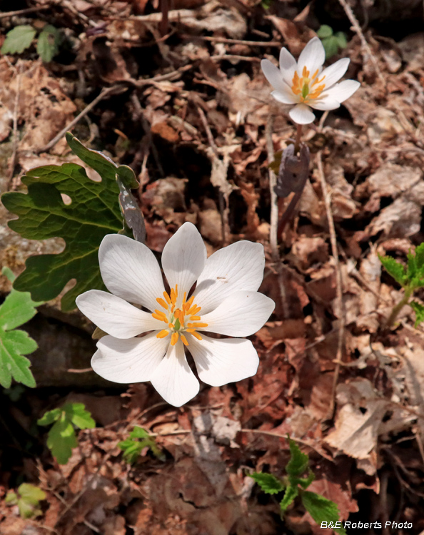 Bloodroot