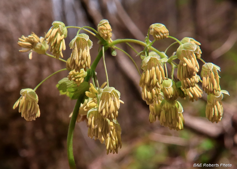 Early_Meadow_Rue