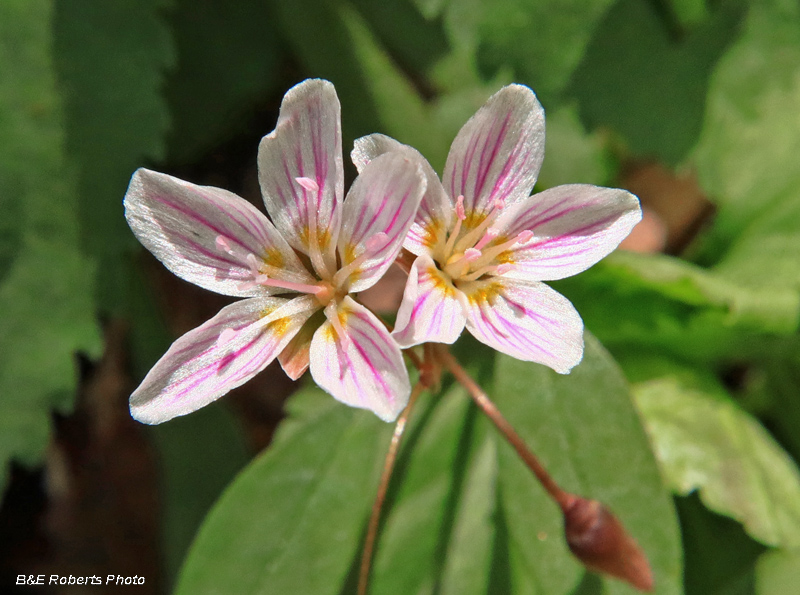 Spring_Beauties