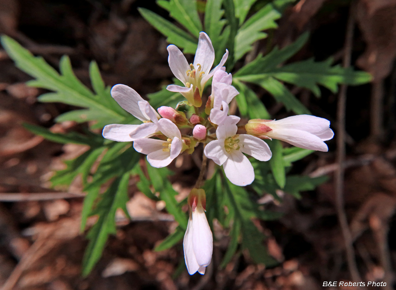 Toothwort