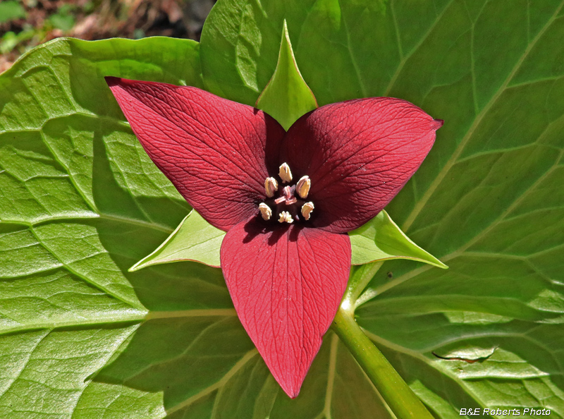 Trillium_vaseyi