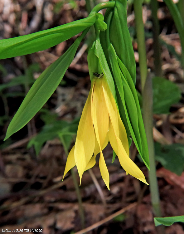 Large_Bellwort