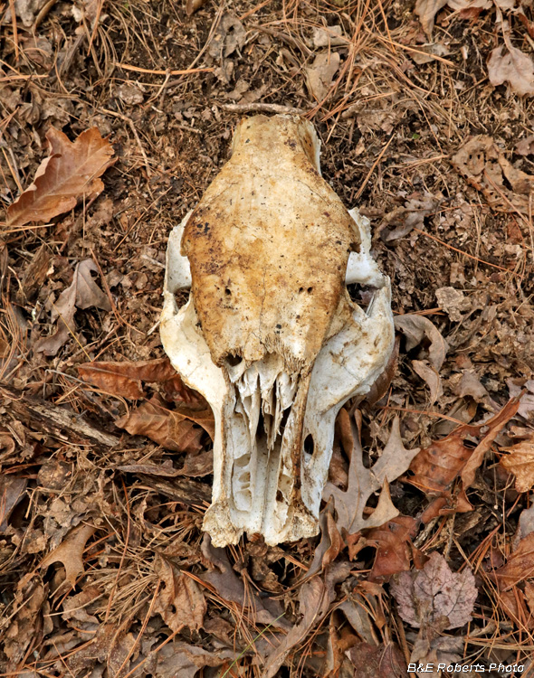 Skull