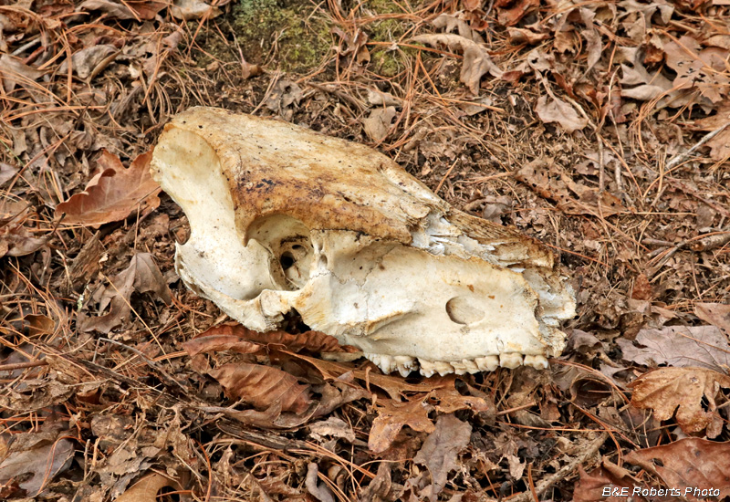 Skull