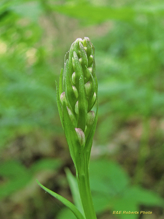 Purple_Fringed_Orchid_bud