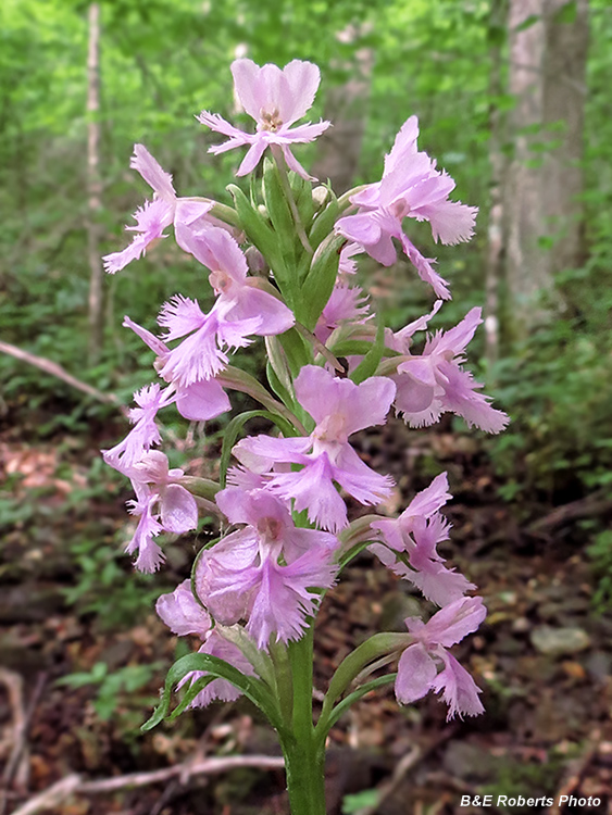 Purple_Orchids