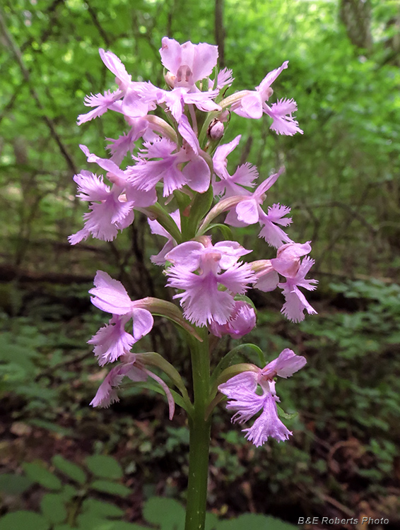 Purple_Orchids