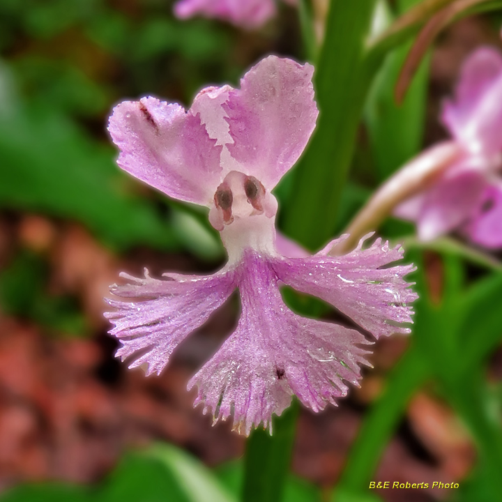 Purple_Fringed_Orchids