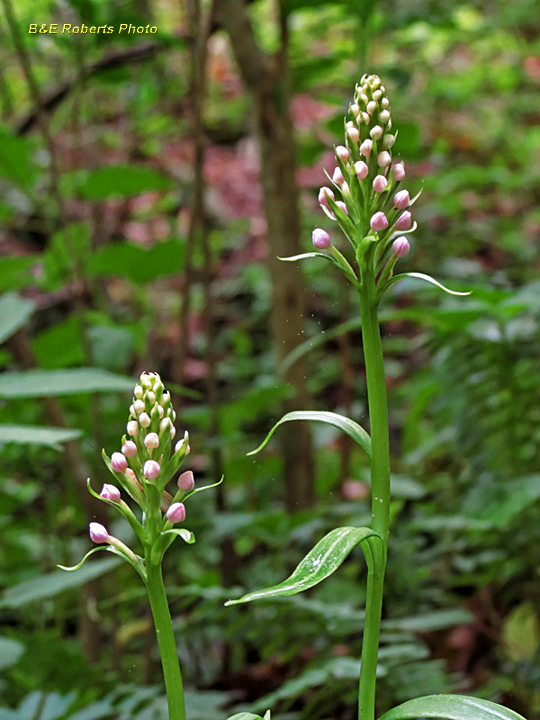 Purple_Fringed_Orchid_bud