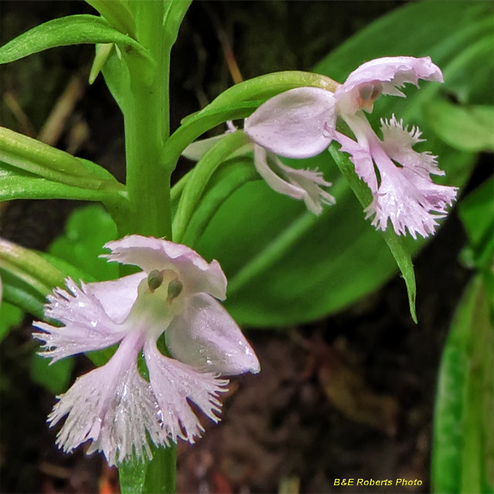 Purple_Fringed_Orchid