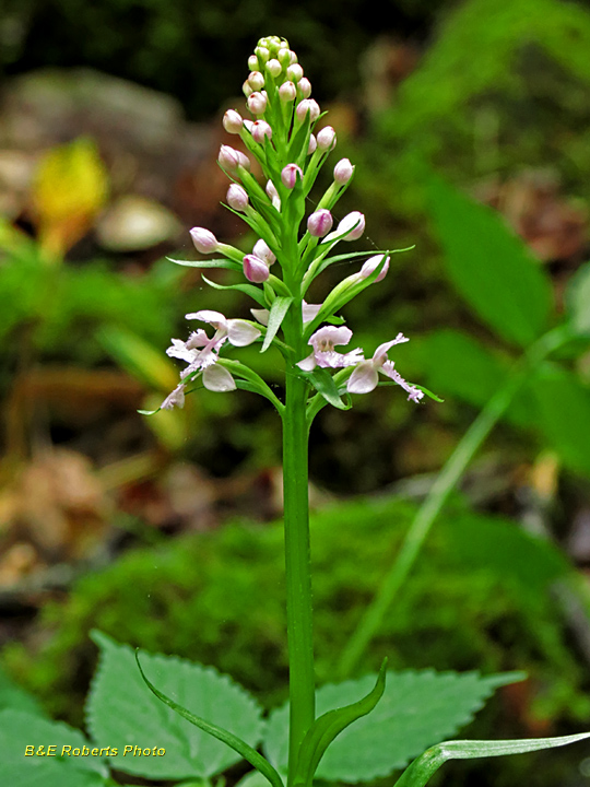 Purple_Fringed_Orchid