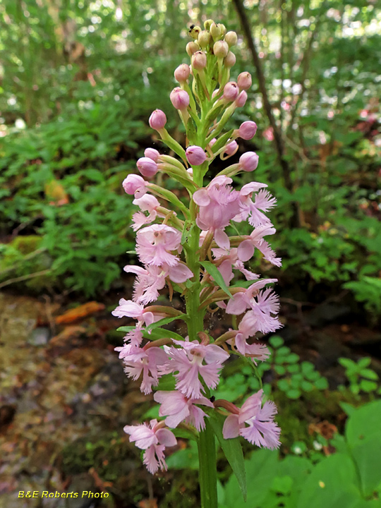 Purple_Fringed_Orchid