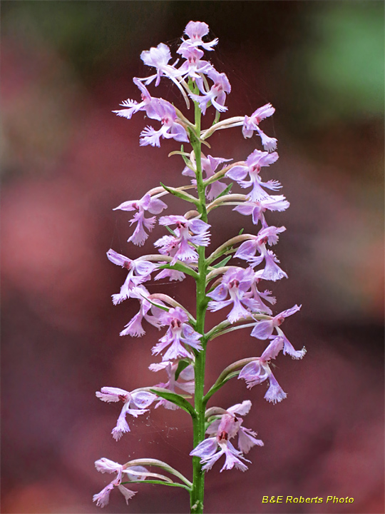 Purple_Fringed_Orchid