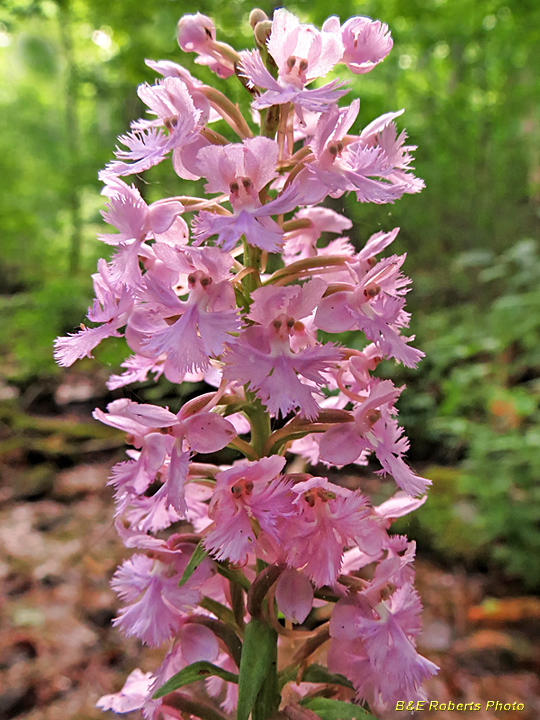 Purple_Fringed_Orchid