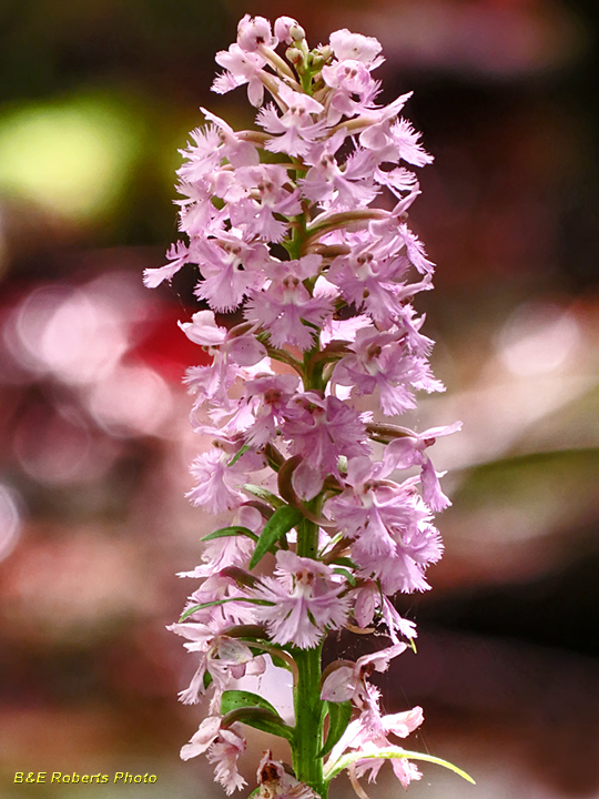 Purple_Fringed_Orchid