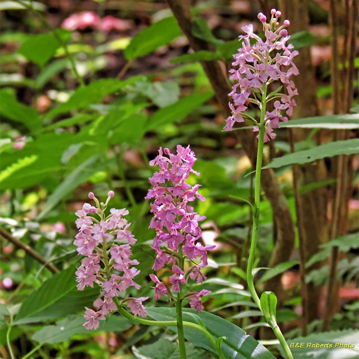 Purple_Fringed_Orchid