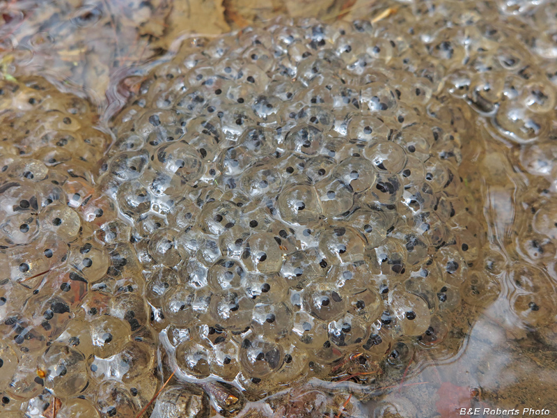 frog_eggs