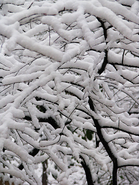 Snowy_branches