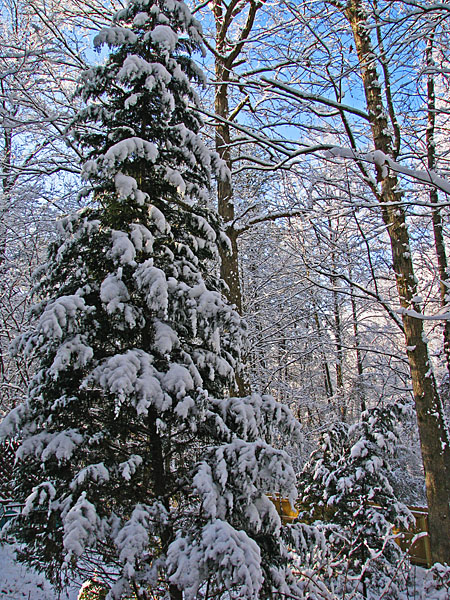 Backyard_evergreens