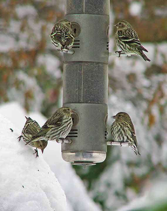 Finches_feeding