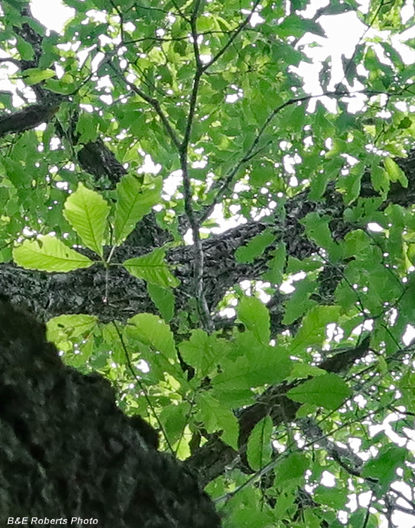 Chestnut_Oak_leaves