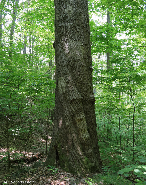 Big_Chestnut_Oak