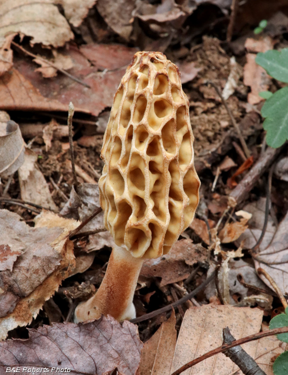 Morel