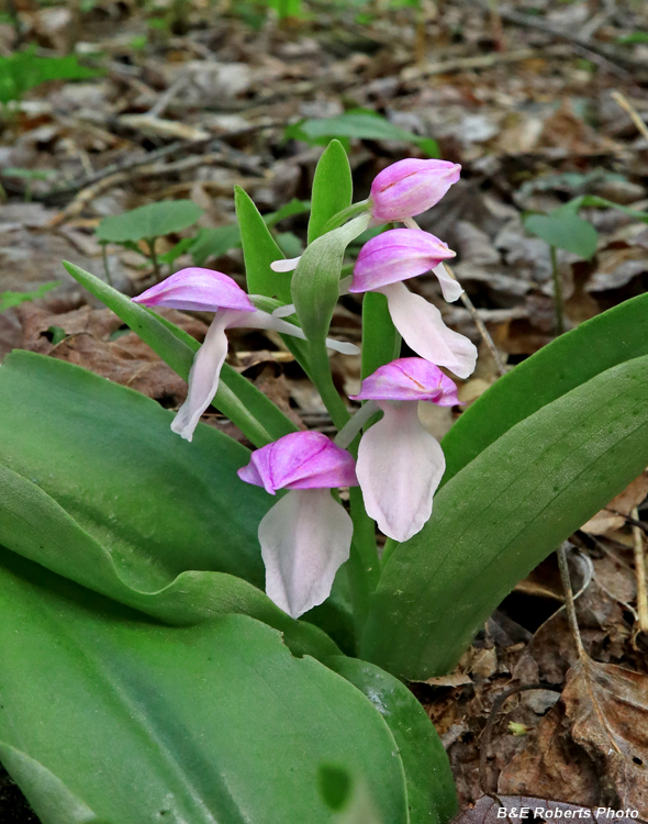 Showy_Orchis