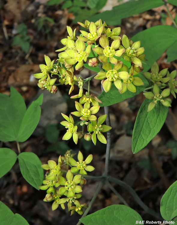 Blue_Cohosh