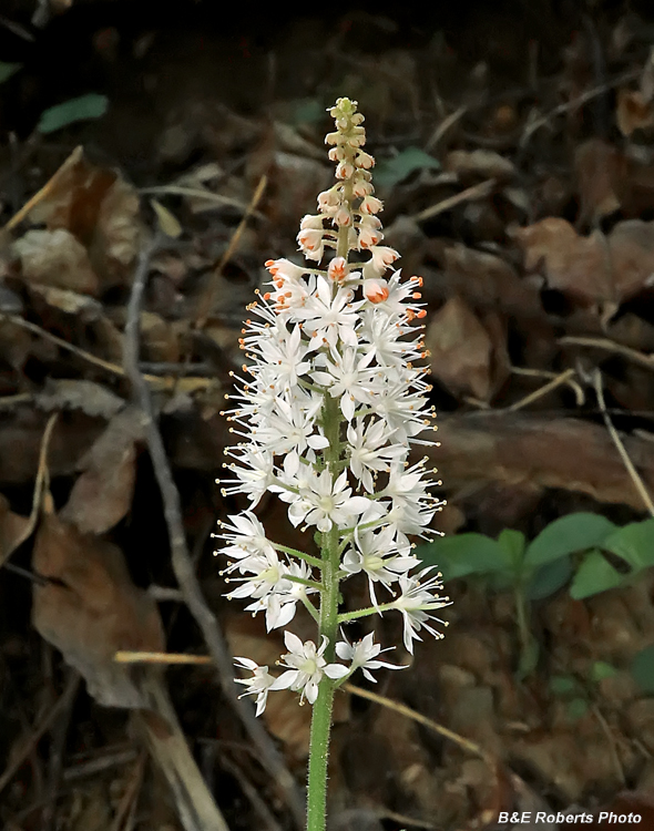 Tiarella_nautila