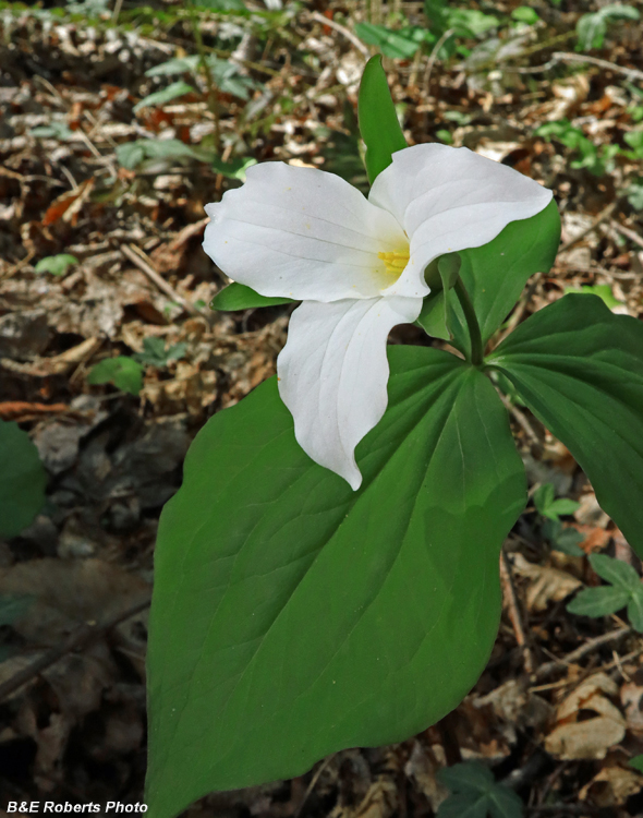 Trillium_grandiflorum