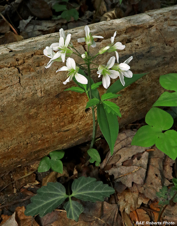Cardamine_diphylla