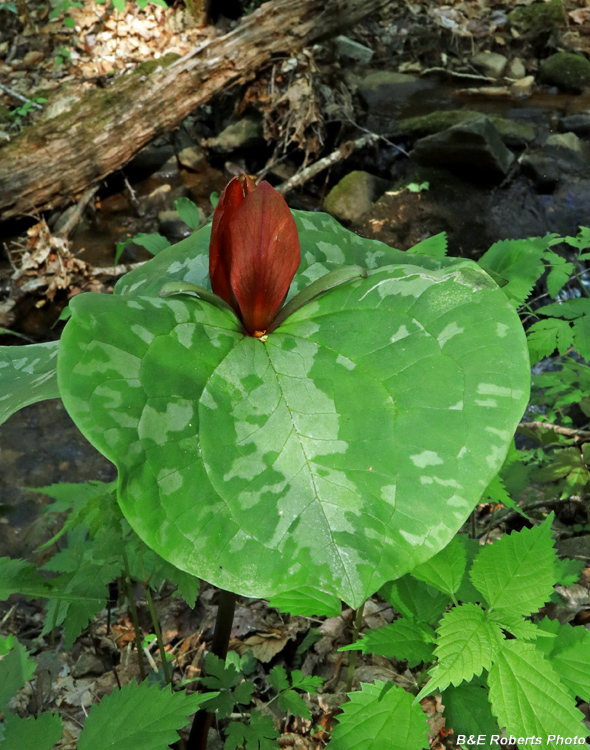 Trillium_cuneatum